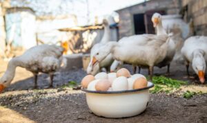 geese and chicken on the farm, eggs in a bowl.